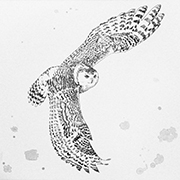 Snowy Owl1.jpg